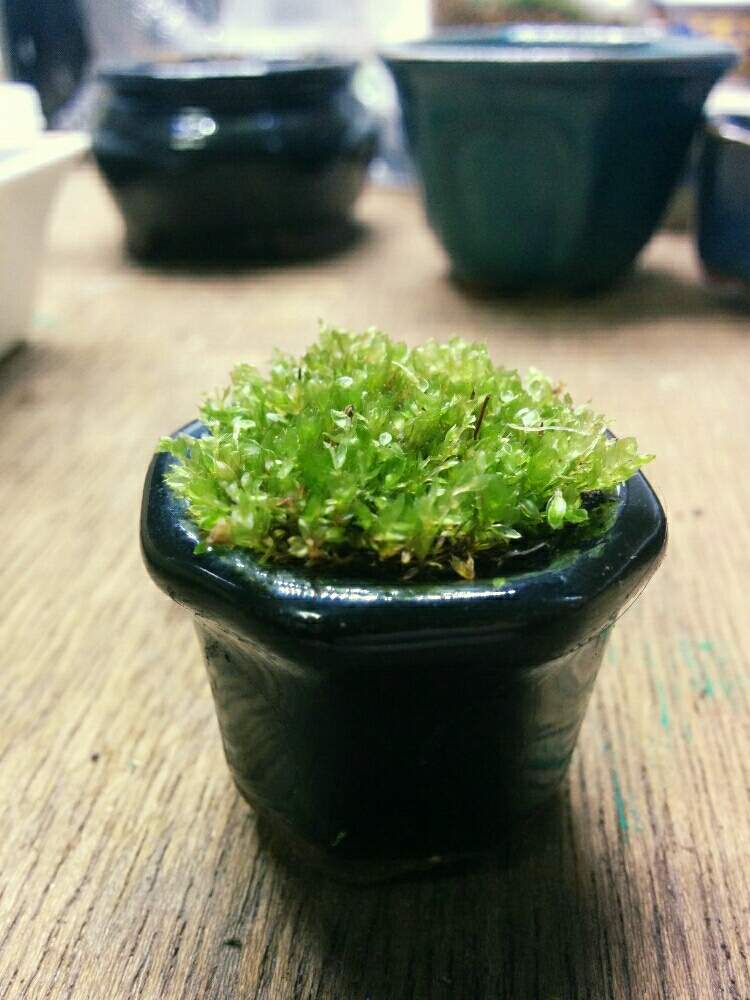 部屋の画像 by モスモス肆さん | 部屋とハリガネゴケと今日の一枚と苔 (コケ)と苔のある暮らし