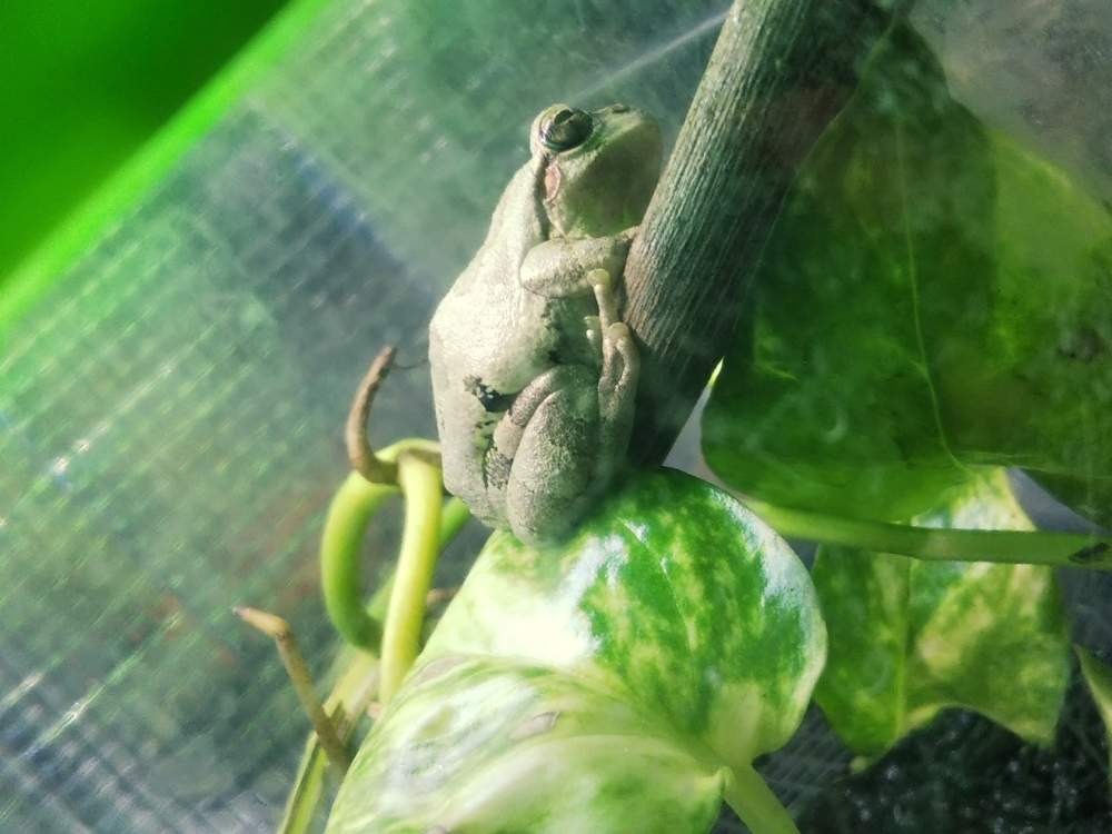 部屋の画像 by KELO-GUさん | 部屋とみどりのある暮らしと観葉植物と植物のある暮らしとケロリウムとカエル倶楽部♡とGS映えとポトス♪とひやみかち首里城!と植中毒と簡易温室とニホンアマガエル。