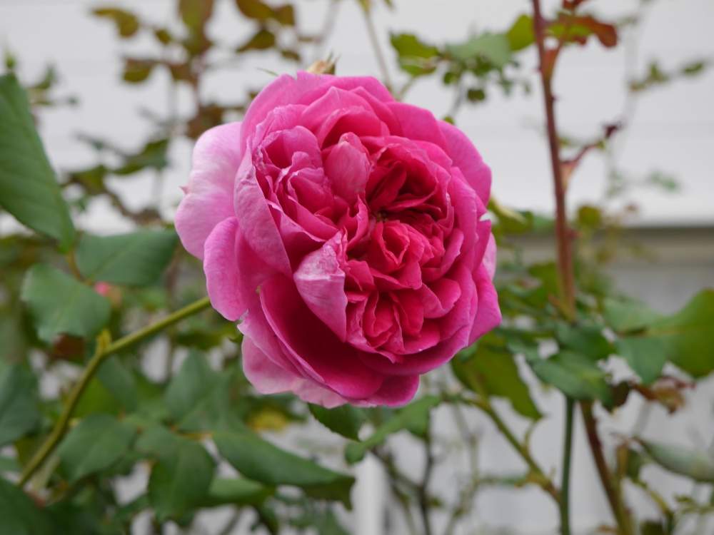 小さな庭の画像 by lucky514さん | 小さな庭と11月とGS映えとGS日和と薔薇ホーラと花のある暮らしと薔薇♪と地植え