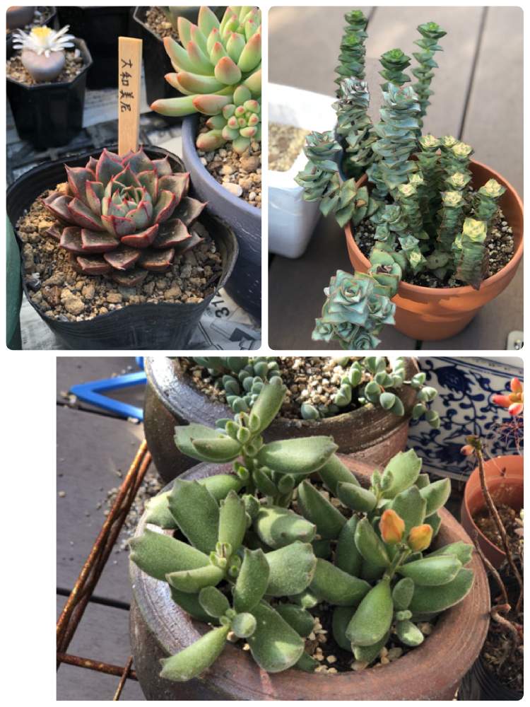 テラスの画像 by お染さん | テラスと多肉植物と☆星系多肉☆と多肉大好きと多肉植物寄せ植えと放置多肉と多肉カラフルと可愛い多肉ちゃん❤︎と多肉女子とクラッスラ大好きと 碧魚連と多肉植物 エケベリア