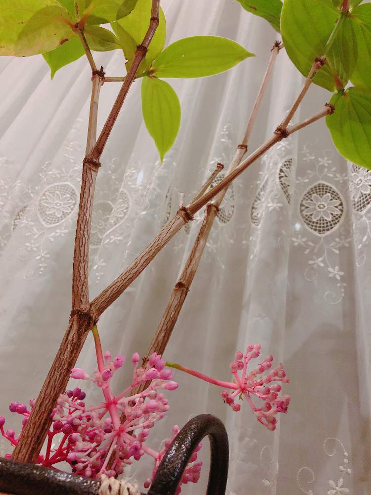 部屋の画像 by じーこさん | 部屋とサンゴノボタンとメディニラ スペキオサと花のある暮らしとロザリアンと多肉女子と宿根草大好き