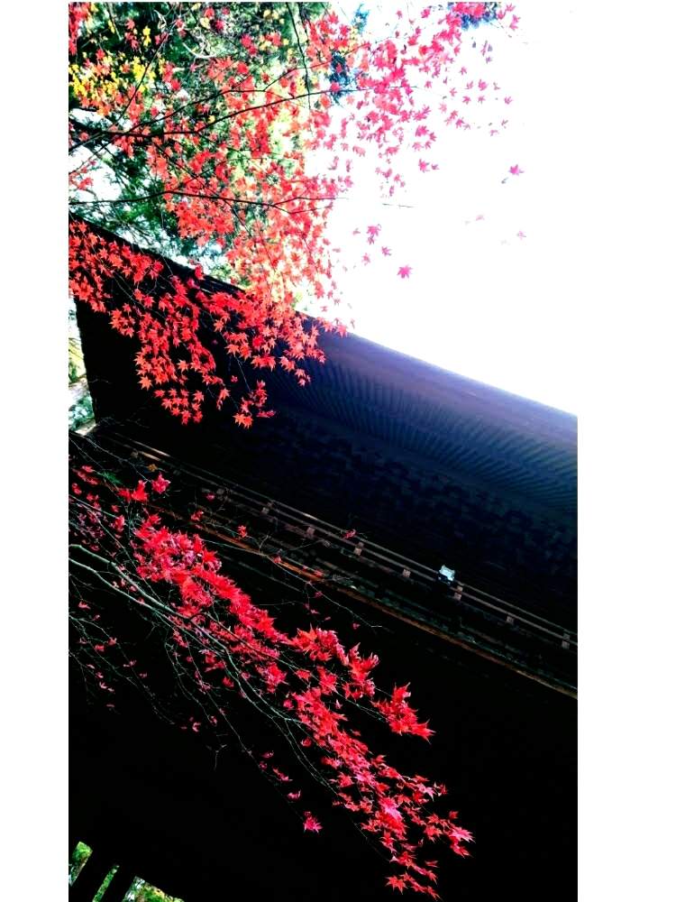 お出かけ先の画像 by aki~nakさん | お出かけ先とHTCとWEEKEND FLOWERと紅葉が楽しみ♪といやされる♡とGS映えとしぞーか勢とGS日和と今日の一枚と有難う♥と紅葉狩りと花のある暮らしと花の16年組♡とGREEN UP!とボタニカルスポット2019秋と自己満足´ω`*