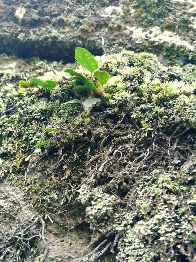 の画像 by ヘーラさん | GS映えと植中毒とコケ植物とシダ植物と珍奇植物