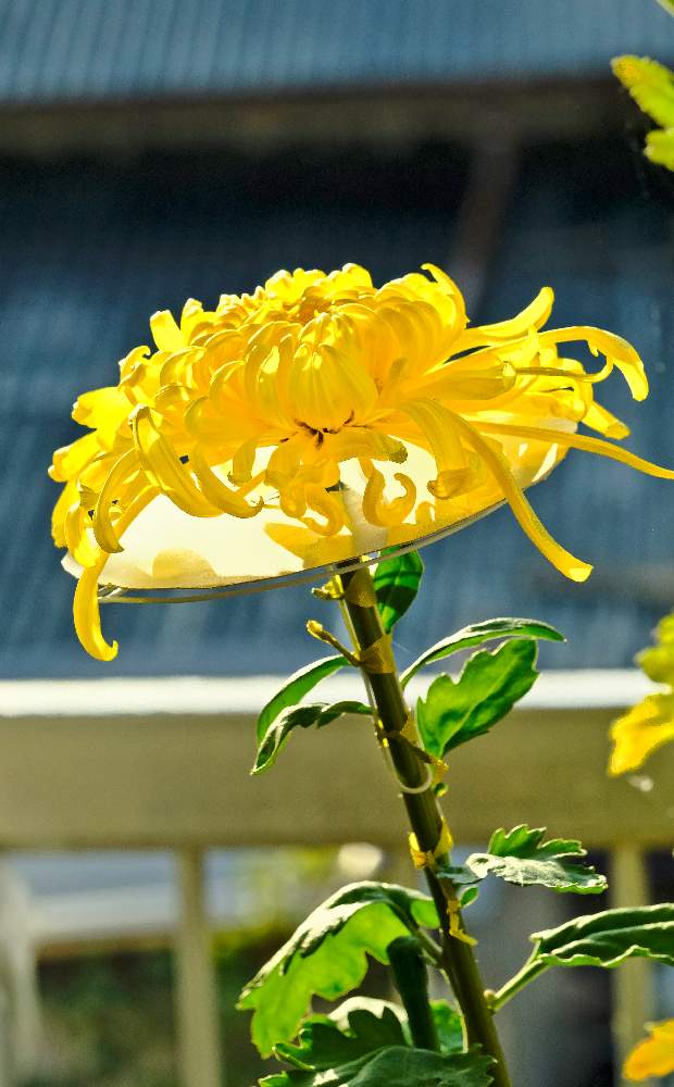 バルコニー/ベランダの画像 by ピッチさん | バルコニー/ベランダと大菊 月の都と花のある暮らしとFUJIFILM X-T2とフジノンレンズXF 80mm R2.4 Macroと大菊 月の都