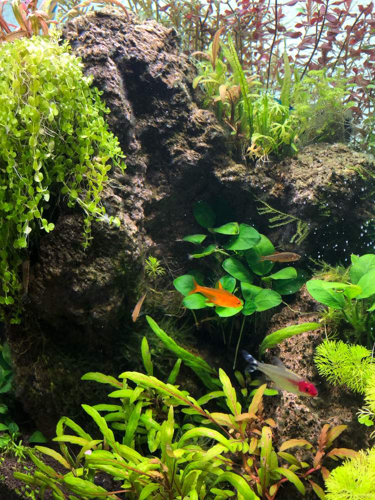 部屋の画像 by hittyyさん | 部屋とADAと水草水槽とアヌビアスナナとネイチャーアクアリウムと癒しの空間と水槽と緑のある暮らしと水のある風景と静かな夜✨と美しい緑とアクアリウムと緑大好き❤とグリンファンsp.
