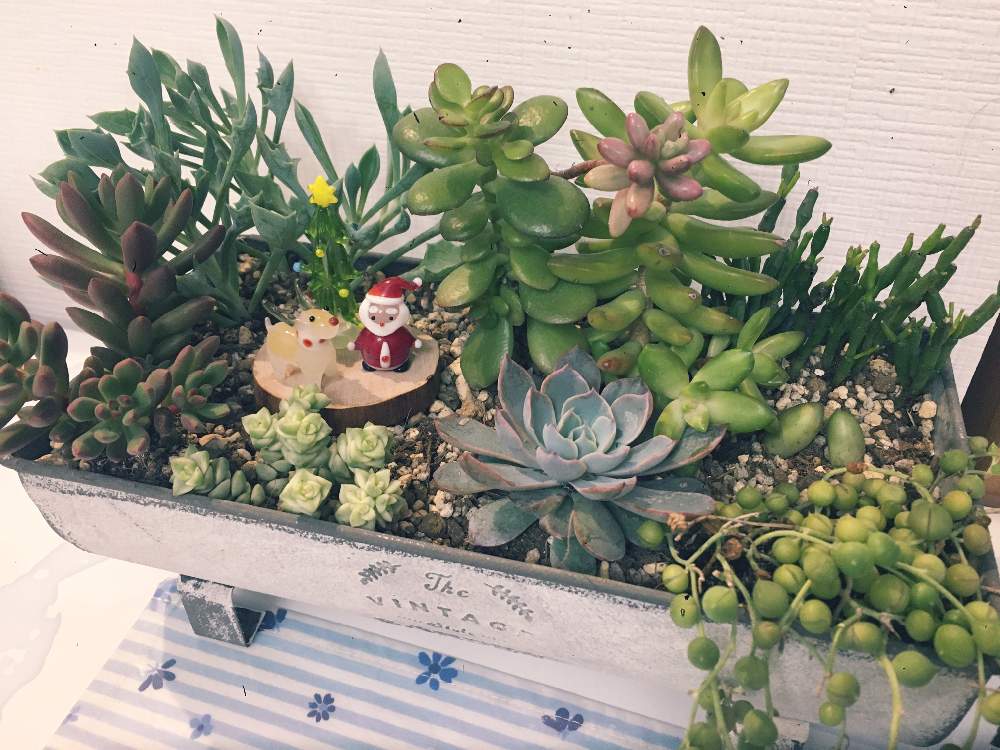 キッチンの画像 by こなかさん | キッチンと名前を教えて!とグリーンネックレスとリプサリスとマサイの矢尻とクラッスラ パステルとセダム オレンジドリームとセブセシリス エケベリアと多肉植物とはじめての寄せ植えと多肉植物寄せ植えとはじめての多肉植物とクリスマス
