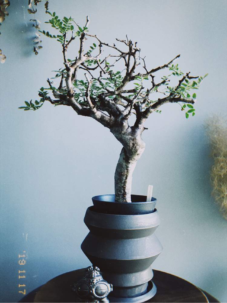 インテリアの画像 by choicexkitさん | インテリアとcommiphora monstruosaとCommiphoraとcommiphora monstruosaとmonstruosa