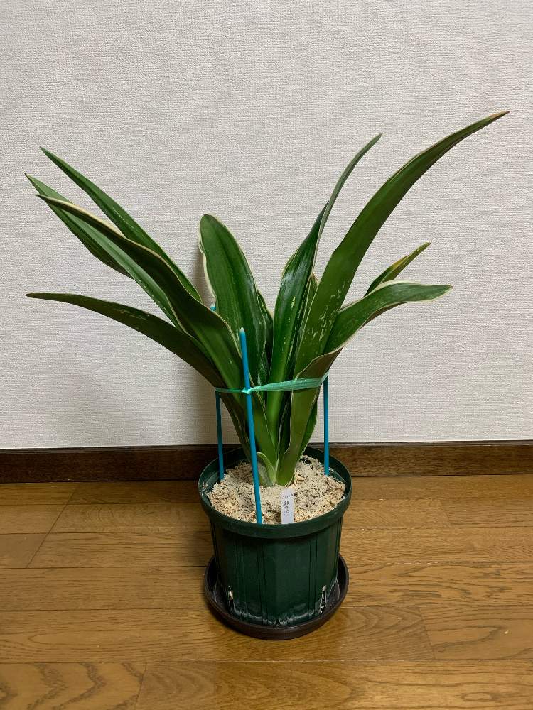 部屋の画像 by 紫雲楽さん | 部屋と万年青 相沢系 家宝都の図と万年青❁と観葉植物とおもと❁と古典園芸と万年青(大葉)と展示会と山野草盆栽と古典園芸植物と万年青。と万年青♪と花のある暮らしと盆栽