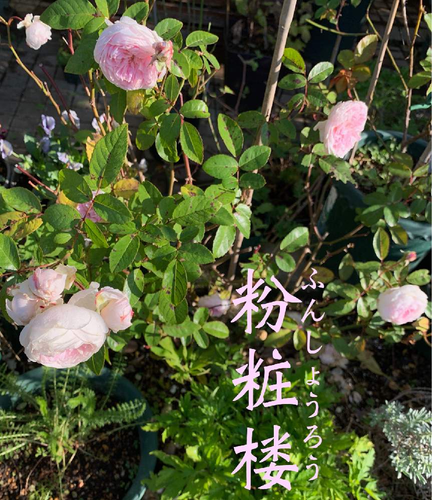 小さな庭の画像 by 干し芋母ちゃんさん | 小さな庭とバラ 粉粧楼と干し芋の庭11月と秋バラと咲いてくれてありがとう❤と美しきかなとpicカラー&トーン無加工