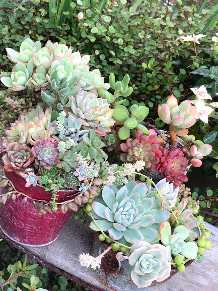 小さな庭の画像 by mikityさん | 小さな庭と多肉植物と多肉の寄せ植えと多肉地植えと寄せ植えとわが家の多肉スペースと紅葉する多肉と多肉植物寄せ植えと今日の一枚と多肉女子と多肉植物の寄せ植え♡とタニラーとガーデニングと多肉植物の紅葉と多肉寄せ植えと多肉初心者