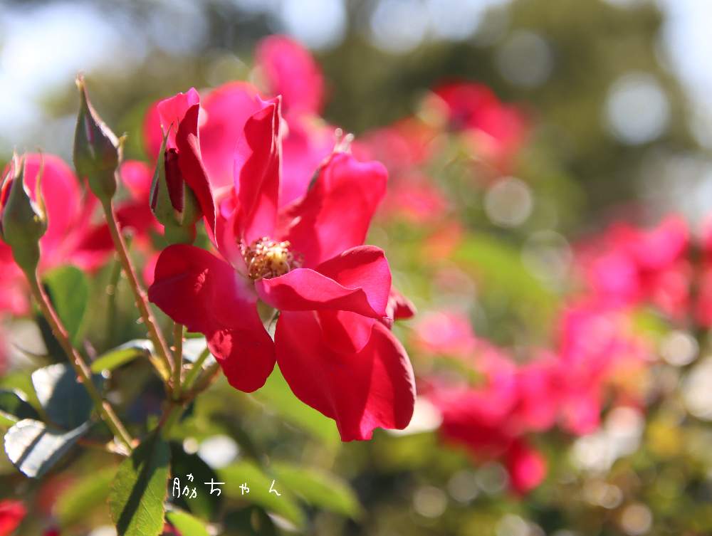 お出かけ先の画像 by 脇ちゃんさん | お出かけ先とばらとばら バラ 薔薇とcanonと薔薇愛同盟とお写ん歩と一眼レフとGS映えと今日の一枚と散歩と鶴舞公園と花のある暮らしと玉ボケと月曜日にはバラをと1/100万本の薔薇