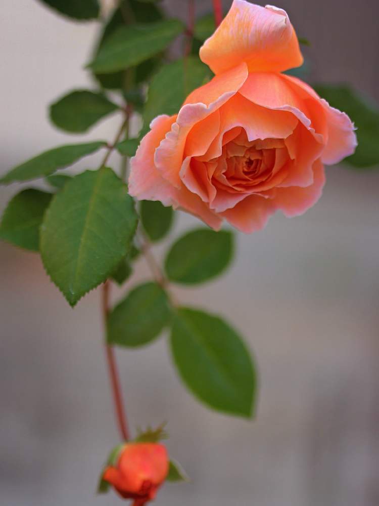 小さな庭の画像 by marrieさん | 小さな庭とクラウンプリンセスマルガリータと薔薇♪とバラを楽しむと植物男子とばら バラ 薔薇