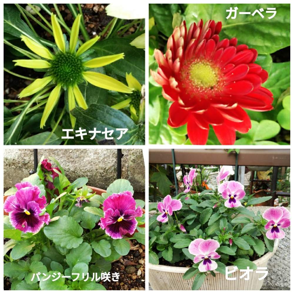小さな庭の画像 by メリーさん | 小さな庭とガーベラ♪と表の花壇とパンジー、フリル咲きとビオラの季節と鉢植えと小さい花壇と花のある暮らしとエキナセア★と狭い花壇と地植え