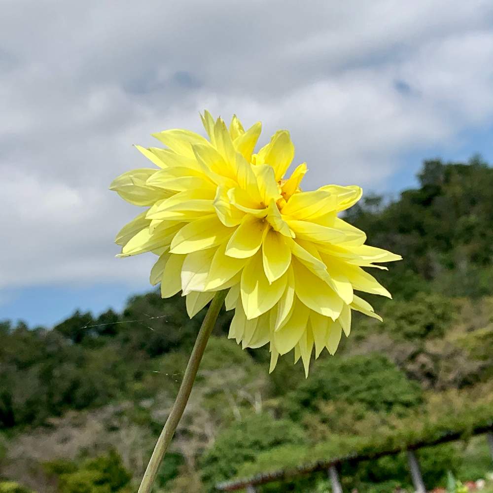 お出かけ先の画像 by PT_yamahiroさん | お出かけ先とダリアとスマホ撮影と花壇とフラワーとGS映えと植中毒とお花畑 と花好きと花のある暮らしとお花とお花好きとボタニカルスポット2019秋