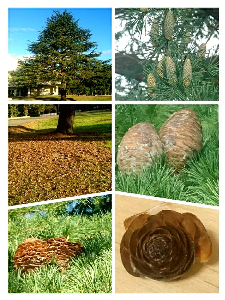 お出かけ先の画像 by ロンさん | お出かけ先と木の実と青葉山と公園と散歩と仙台