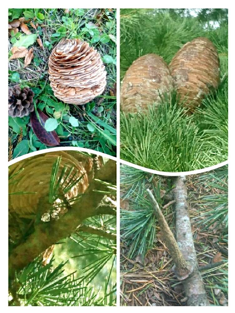 お出かけ先の画像 by ロンさん | お出かけ先と木の実と青葉山と公園と散歩と仙台