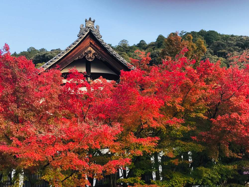 お出かけ先の画像 by チャーさん | お出かけ先と永観堂の紅葉とチャーさんのリポートと京都 永観堂と秋を感じると京都の風物詩と永観堂と季節の 便りと秋の姿とチャーさんの 里山歩きと秋の風物詩と里山歩きと秋色とモミジ狩りと京都