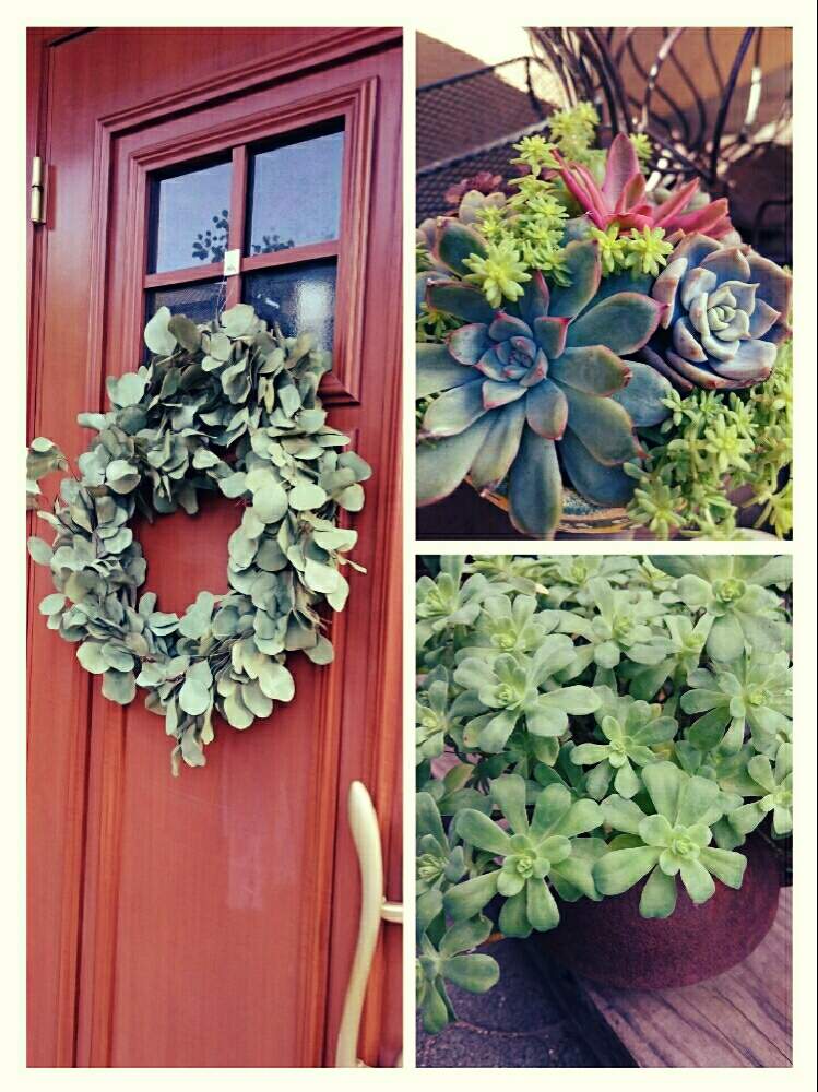 小さな庭の画像 by GreenGardenさん | 小さな庭と多肉植物とユーカリ・ポポラス好きと 薄化粧とポポラスリースと今日の一枚と錆びと多肉女子と多肉好きと雑貨と錆び好きと多肉寄せ植え