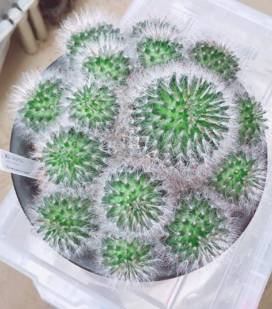 窓辺の画像 by ひらさん | 窓辺とサボテンと高砂とサボテン科とcactusと毎日投稿とサボテン女子と無修正とサボテン☆と癒しとサボテン高砂とマミラリア ボカサナとGS映えとGSのみなさんに感謝♡と多肉植物とサボテンとマミラリア属と毎日癒されます
