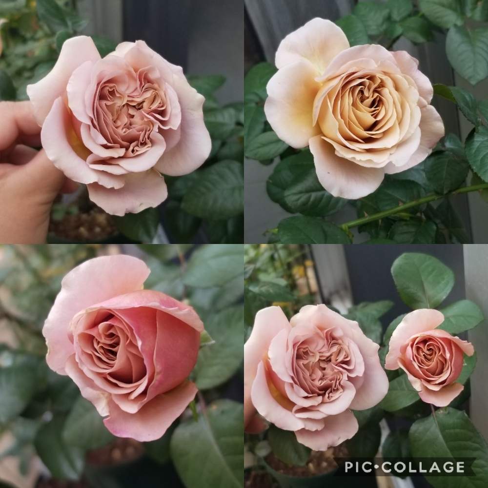 の画像 by まいこ。さん | カフェラテとバラ・ミニバラとバラ初心者と薔薇初心者とロザリアン入門