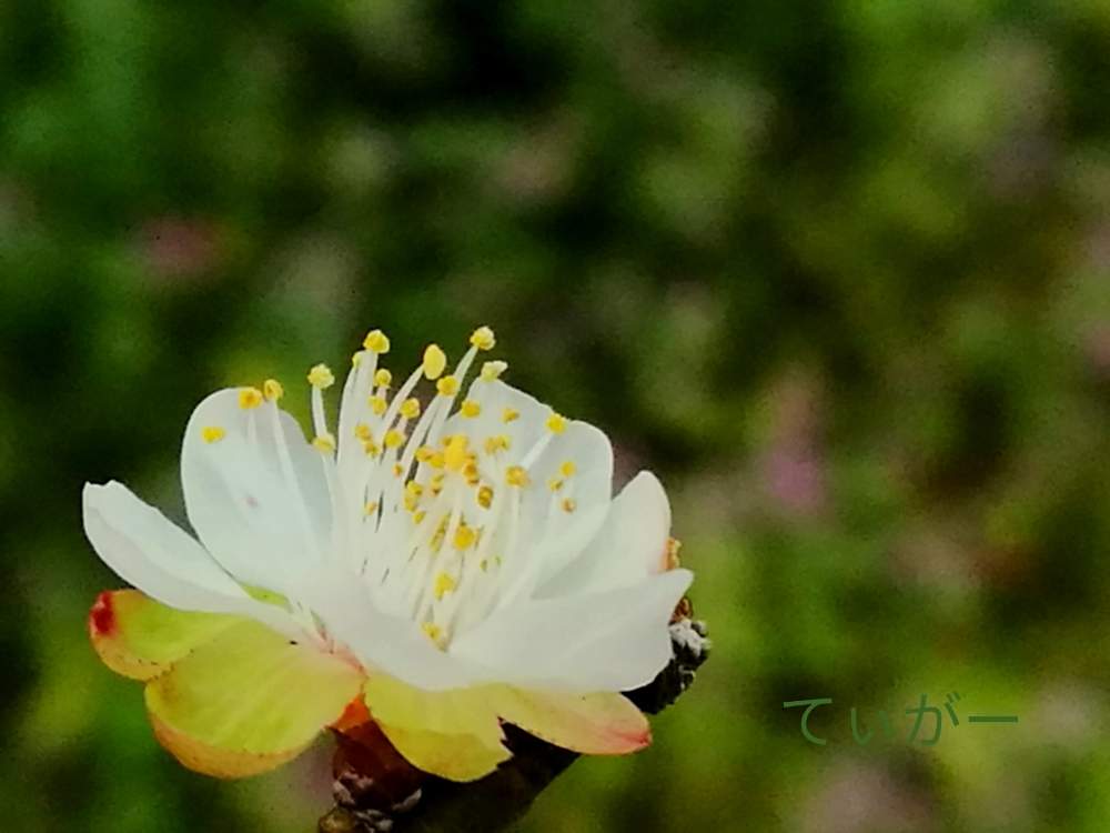 お出かけ先の画像 by ティガーさん | お出かけ先と白梅と狂い咲き・・でございますと花のある暮らしと植物好きと接写が好きと小さなお花が好き