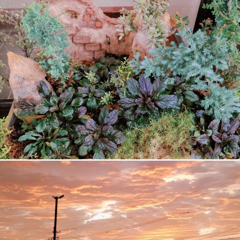 お出かけ先の画像 by smilehappynaturalさん | お出かけ先と多肉植物と北部九州多肉の会と冬の寄せ植えフォトコンテストとGS映えとナチュラルガーデンとGS日和とno green no lifeと緑のある暮らしとnaturalgardenと多肉好きな人と繋がりたいと多肉女子と多肉植物とサボテンと庭のある暮らしとF29会とタニラーとjunkgardenとガーデニングと花のある暮らしと多肉寄せ植え