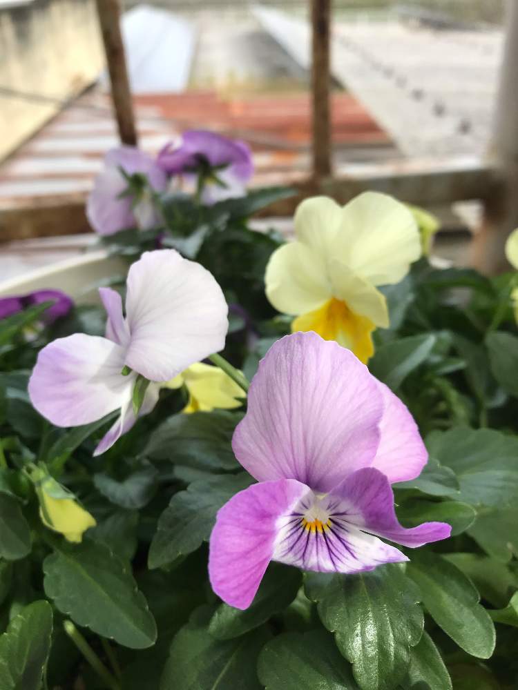の画像 by ゼリーといちこさん | よく咲くスミレと植物のある暮らしと寄せ植えと職場と植中毒と黄色い花と花のある暮らし