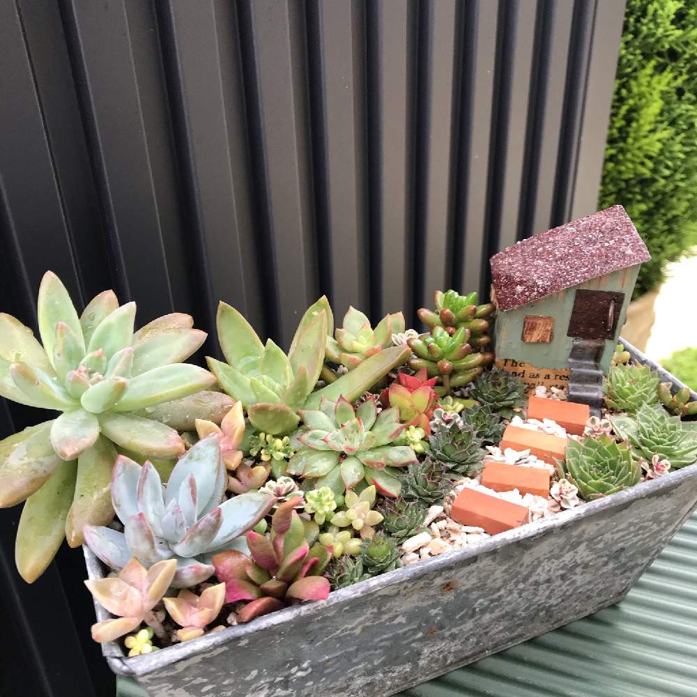 小さな庭の画像 by たえさん | 小さな庭と箱庭 多肉植物と多肉植物と多肉箱庭とマイガーデンとGS映えと名古屋フラリエと多肉女子と多肉中毒❣️とタニコロハウスと加工なしとかわいい❤