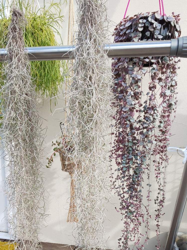バルコニー/ベランダの画像 by 田中大福さん | バルコニー/ベランダと多肉植物と多肉ライフと多肉歴2年目とハートカズラ。と多肉大好きと多肉女子と多肉狩り