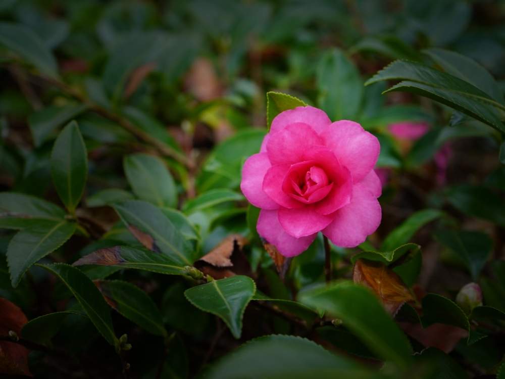 お出かけ先の画像 by おりーぶさん | お出かけ先とサザンカと山茶花とヒヤミカチ日本!とピンクの花とヒヤミカチ首里城!とひやみかち日本!とひやみかち首里城!とGSミニモニ。と花のある暮らしと福岡県と葉っぱ好きとGS植物うちなーぐち会