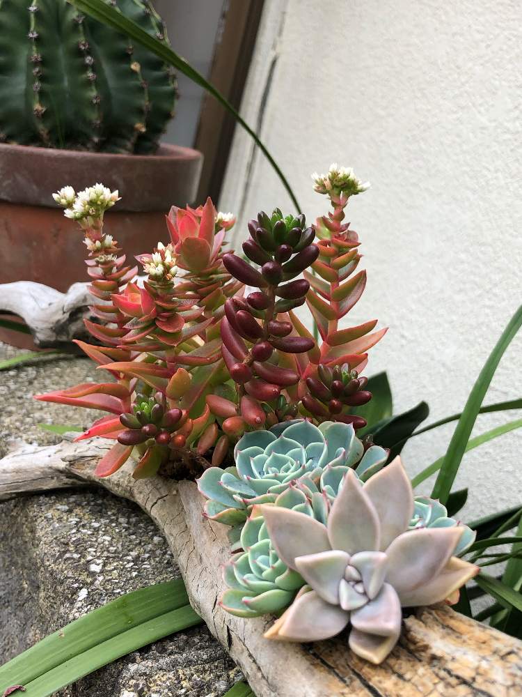 の画像 by しらゆきさん | エケベリア 七福神と朧月(おぼろづき)とセダム 虹の玉とクラッスラ 火祭りと多肉植物とありがとう❤️とGS日和と花のある暮らしと野ざらし雨ざらしと色っぽい❤️