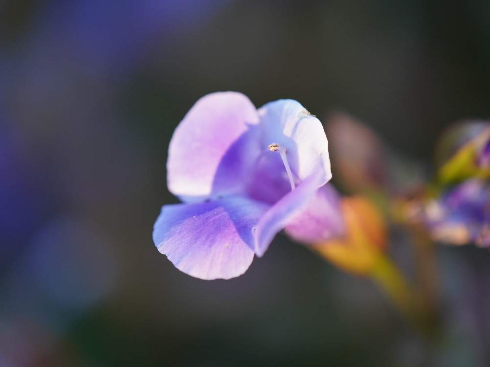 お出かけ先の画像 by quattroさん | お出かけ先とバラ園とお写んぽとお写ん歩と花のある暮らしとGREEN UP!とプラスチックスマート