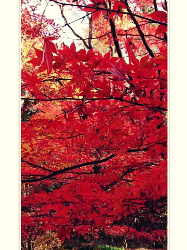 お出かけ先の画像 by aki~nakさん | お出かけ先とHTCとWEEKEND FLOWERと紅葉が楽しみ♪といやされる♡とGS映えとしぞーか勢とGS日和と今日の一枚と有難う♥と紅葉狩りと花のある暮らしと花の16年組♡とGREEN UP!とボタニカルスポット2019秋と自己満足´ω`*