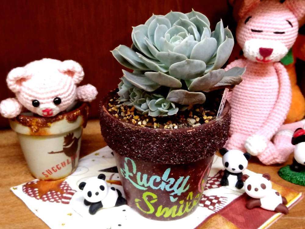玄関の画像 by asuka0517さん | 玄関とホーリーゲートと多肉植物とリメ缶とこりゃハマる!と私のお宝とリメ鉢と長野県とお日様不足とタニク初心者と繋がりに感謝☆