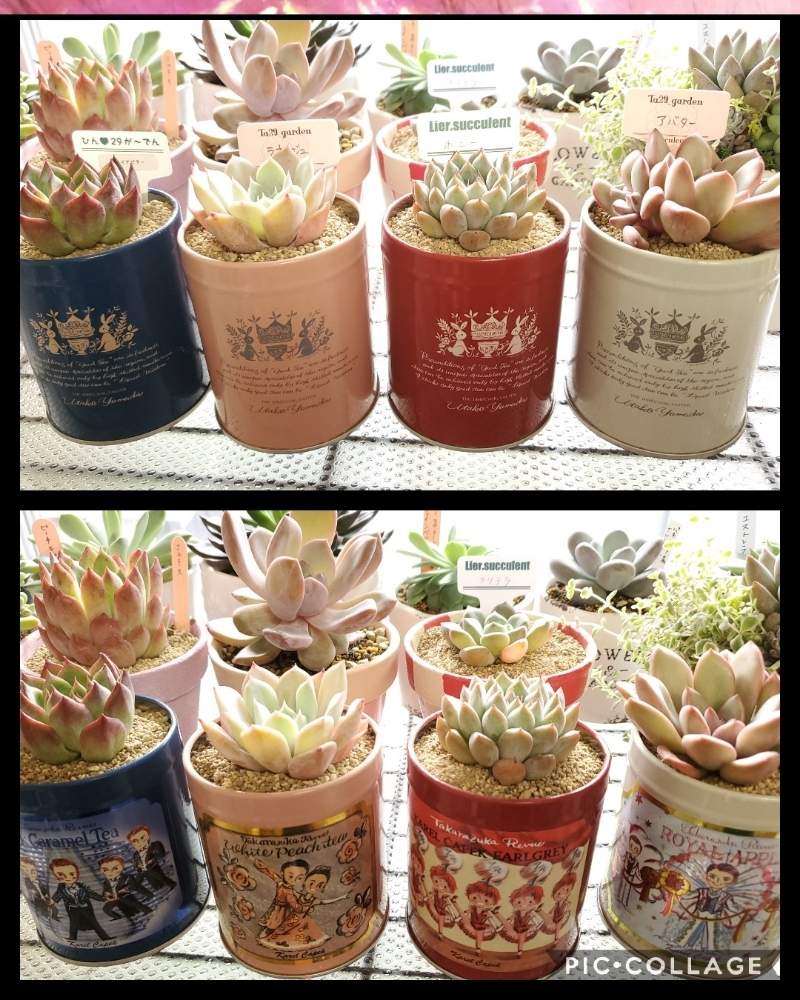 窓辺の画像 by Ucchi~さん | 窓辺と多肉植物と多肉大好きと多肉のある暮らしと休日の過ごし方と多肉バカと多肉女子とsucculent