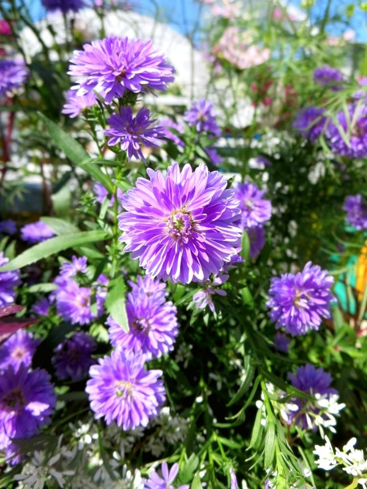お出かけ先の画像 by ぺこりん♪さん | お出かけ先とアスターと寄せ植えと公園とGS映えとGS日和とwildflower gardenブルーボネットと散歩とボタニカルスポットとおでかけ先ときれいな色とワイルドフラワーガーデン-ブルーボネットと庭園とお散歩とかわいいな♡と青空とお出かけ先にて