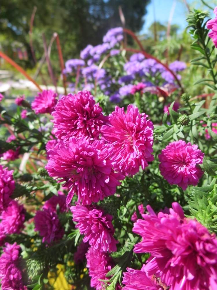 お出かけ先の画像 by ぺこりん♪さん | お出かけ先とアスターと寄せ植えと公園とGS映えとGS日和とwildflower gardenブルーボネットと散歩とボタニカルスポットとおでかけ先ときれいな色とワイルドフラワーガーデン-ブルーボネットと庭園とお散歩とかわいいな♡と青空とお出かけ先にて