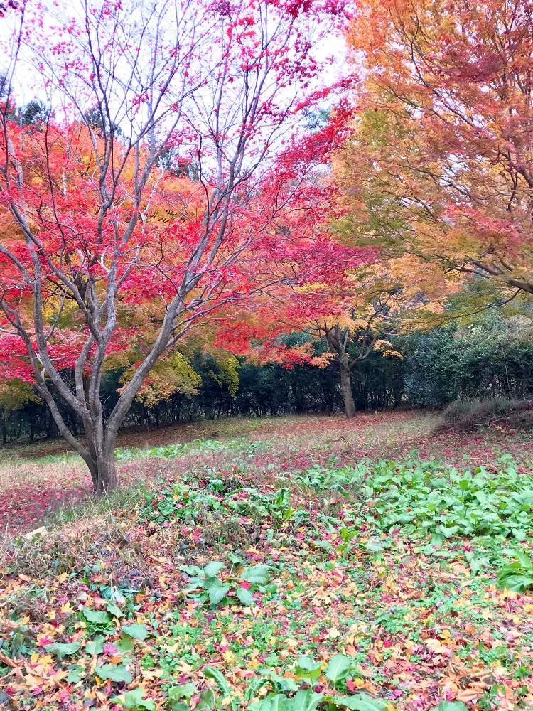 お出かけ先の画像 by Green.Bagさん | お出かけ先とおでかけと花のチカラといい日!と綺麗と花のある暮らしといいねをありがとうと楽しい!とボタニカルスポット2019秋と素敵