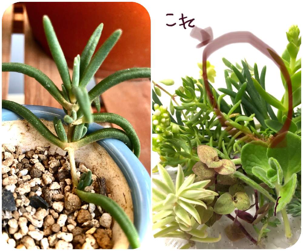 バルコニー/ベランダの画像 by kateさん | バルコニー/ベランダとマツバギクと多肉植物とキュンキュン乙女倶楽部と挿し芽と育苗中と多肉のある暮らしとベランダガーデンと多肉ラボ©と相談と多肉女子と花のある暮らし