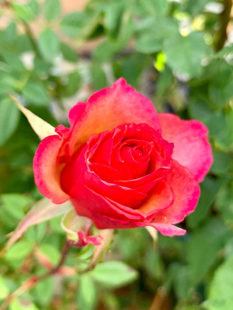 玄関の画像 by トニーニョさん | 玄関とミニバラ タマラ・コルダナとばら バラ 薔薇と薔薇愛同盟と薔薇に魅せられてと クリスマスローズと花のある暮らしと薔薇♪とばら 薔薇 バラとバラ・ミニバラとロザリアン