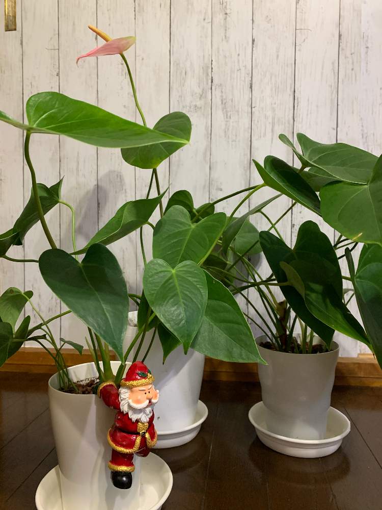 窓辺の画像 by まちこ姉さんさん | 窓辺と観葉植物とお気に入りと花のある暮らしと寒さに負けない