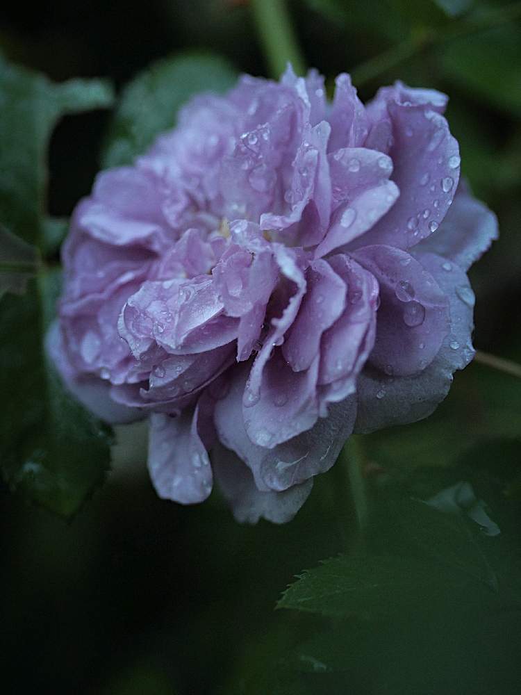 フェンスの画像 by marrieさん | フェンスとレイニーブルーと薔薇♪とバラを楽しむと植物男子とばら バラ 薔薇