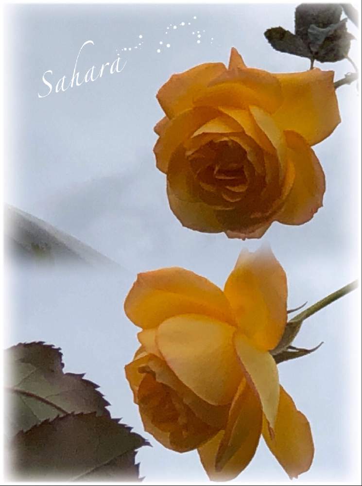 の画像 by kuuさん | 感謝 感謝 ❤と薔薇に魅せられてとオレンジのバラとMy Garden✩.*˚と花のある暮らしと地植え