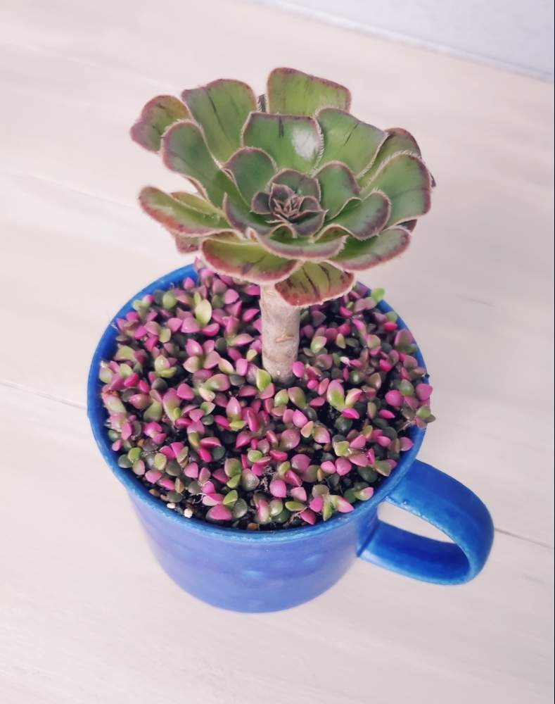 の画像 by otanico.さん | 多肉植物と多肉箱庭と多肉植物寄せ植えと多肉女子と多肉植物とサボテンとタニラーとThe farm Universal南町田と多肉寄せ植えと多肉狩りとちまちま寄せとThe farm Universalグランベリーパークと『秋の紅葉多肉』フォトコンテスト