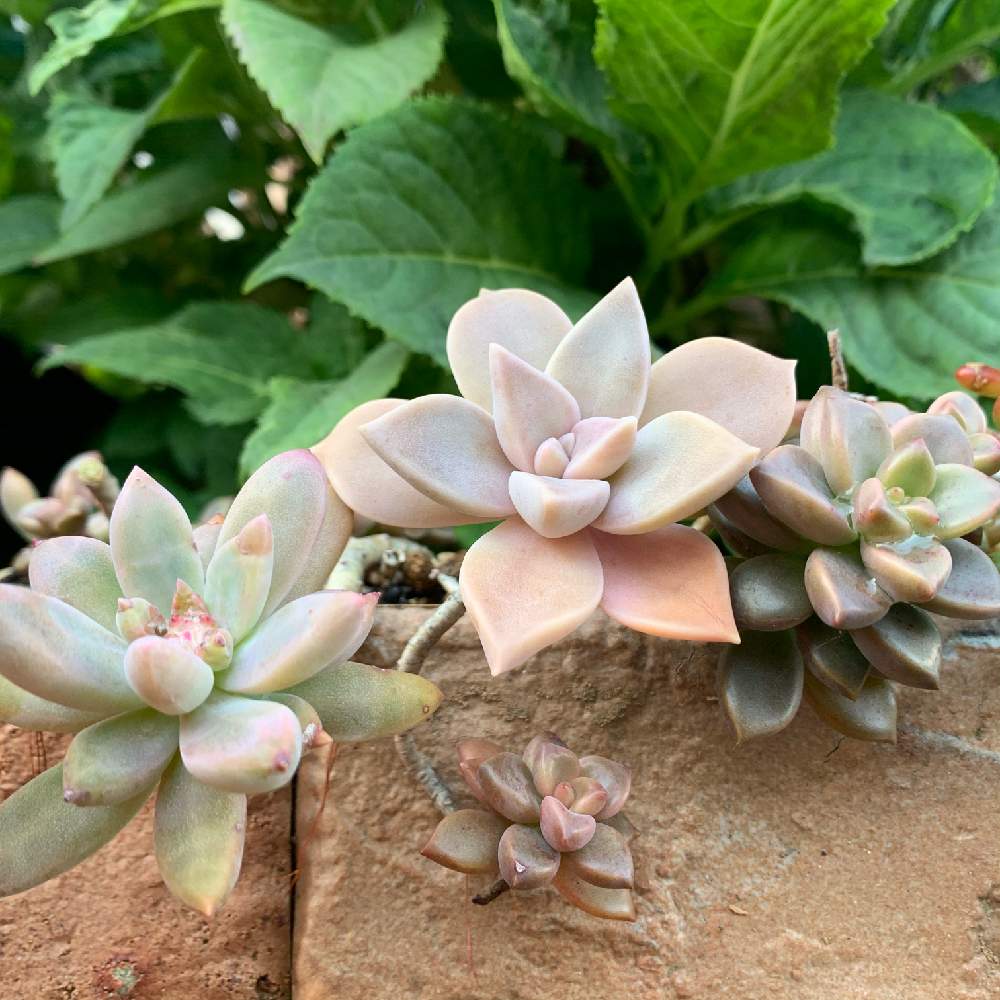 の画像 by ニワイチさん | 多肉植物と地植えとgreenと緑のある暮らしと地球任せ