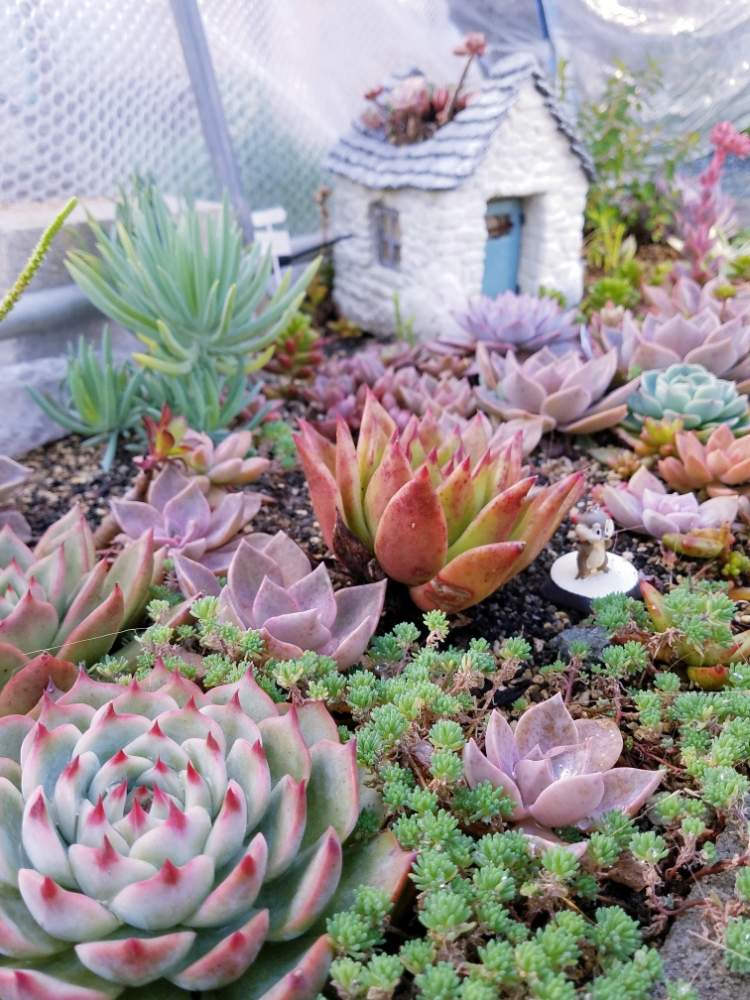 の画像 by えいきち×GARDENさん | 多肉植物とやる奴はやるとたにくと露地植えとGS永ちゃん部とにわと多肉女子とタニラーと本日撮影分とえいきち★ガーデンと地植え