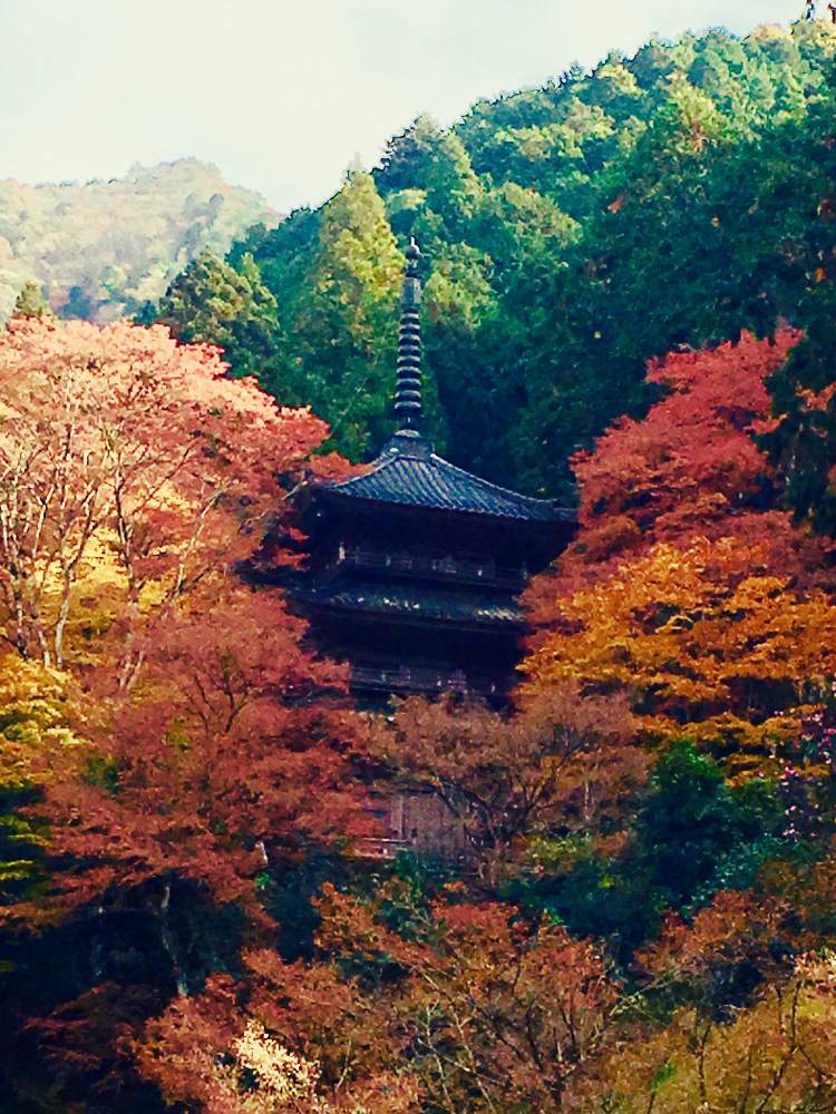 お出かけ先の画像 by かよさん | お出かけ先と山もみじと兵庫県と植物からパワー❣️とスマホ撮影とキュンキュン乙女倶楽部と癒しと秋だね〜とGSのみなさんに感謝♡と植中毒と紅葉(こうよう)と和むとお散歩と丹波市