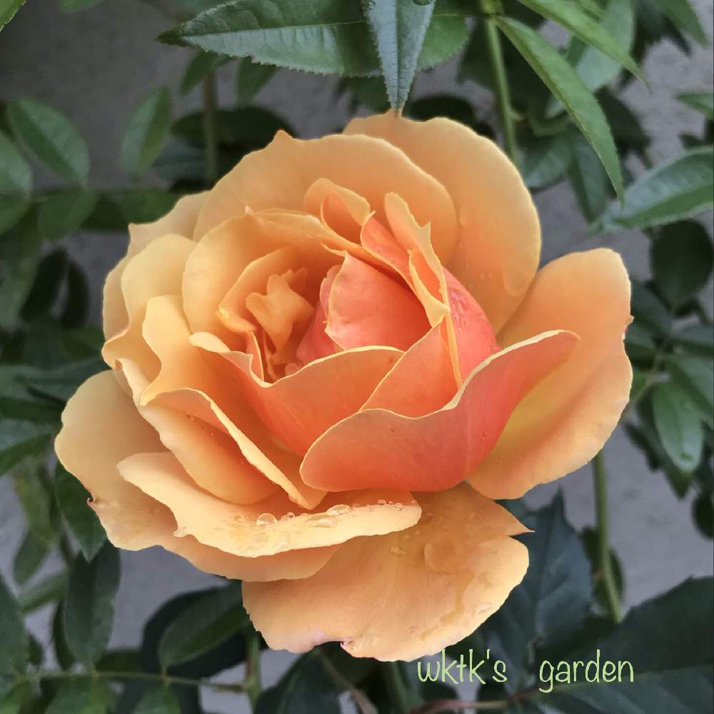 小さな庭の画像 by wktkさん | 小さな庭と薔薇アバウトフェイスとばら バラ 薔薇と薔薇愛同盟とオレンジ色の花と薔薇好きと薔薇に魅せられてとバラと夢CLUBと鉢植えとバラが好きと薔薇♪とバラ・ミニバラとバラを楽しむとiPhone撮影とWeeksRoses
