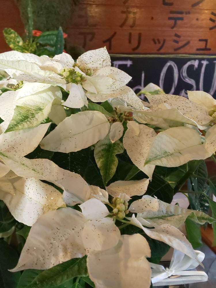 お出かけ先の画像 by アスカ瑞穂さん | お出かけ先とプリンセチア・ピュアホワイトと小さな白いお花とプリンセチア♡とお花咲く喫茶店