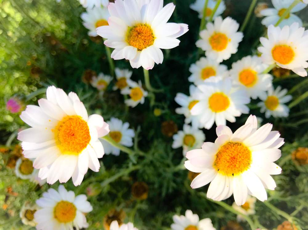 お出かけ先の画像 by ヒカリさん | お出かけ先と癒しと風景写真ときれいと散歩と可愛いと花のある暮らしとスマホで撮影と近所の庭園